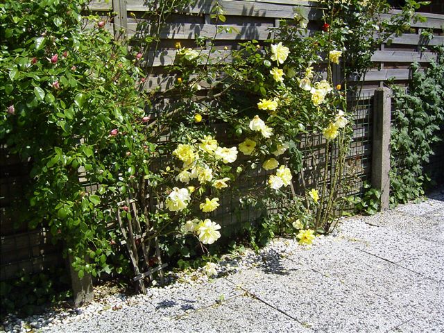 Sonnengarten 006.jpg
